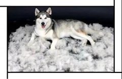 毛質(zhì)差、過(guò)度脫毛？華興重磅推出犬美毛處方糧